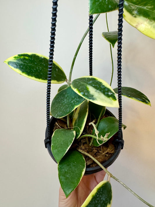 4” Hoya Acuta Outer Variegated