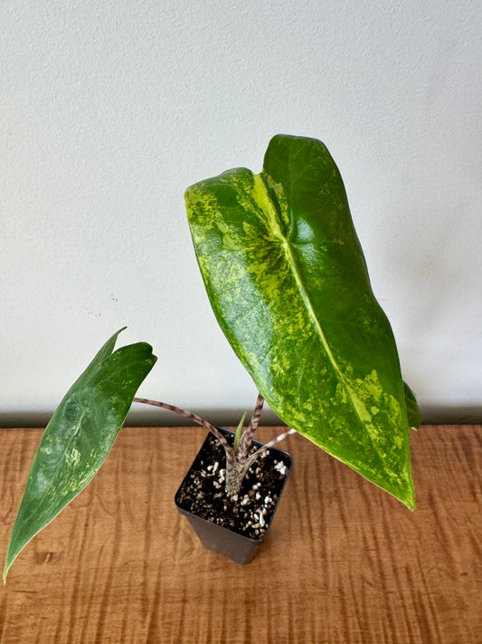 2.5" Alocasia Zebrina Variegated