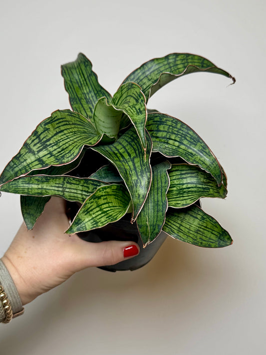 4” Sansevieria Cleopatra