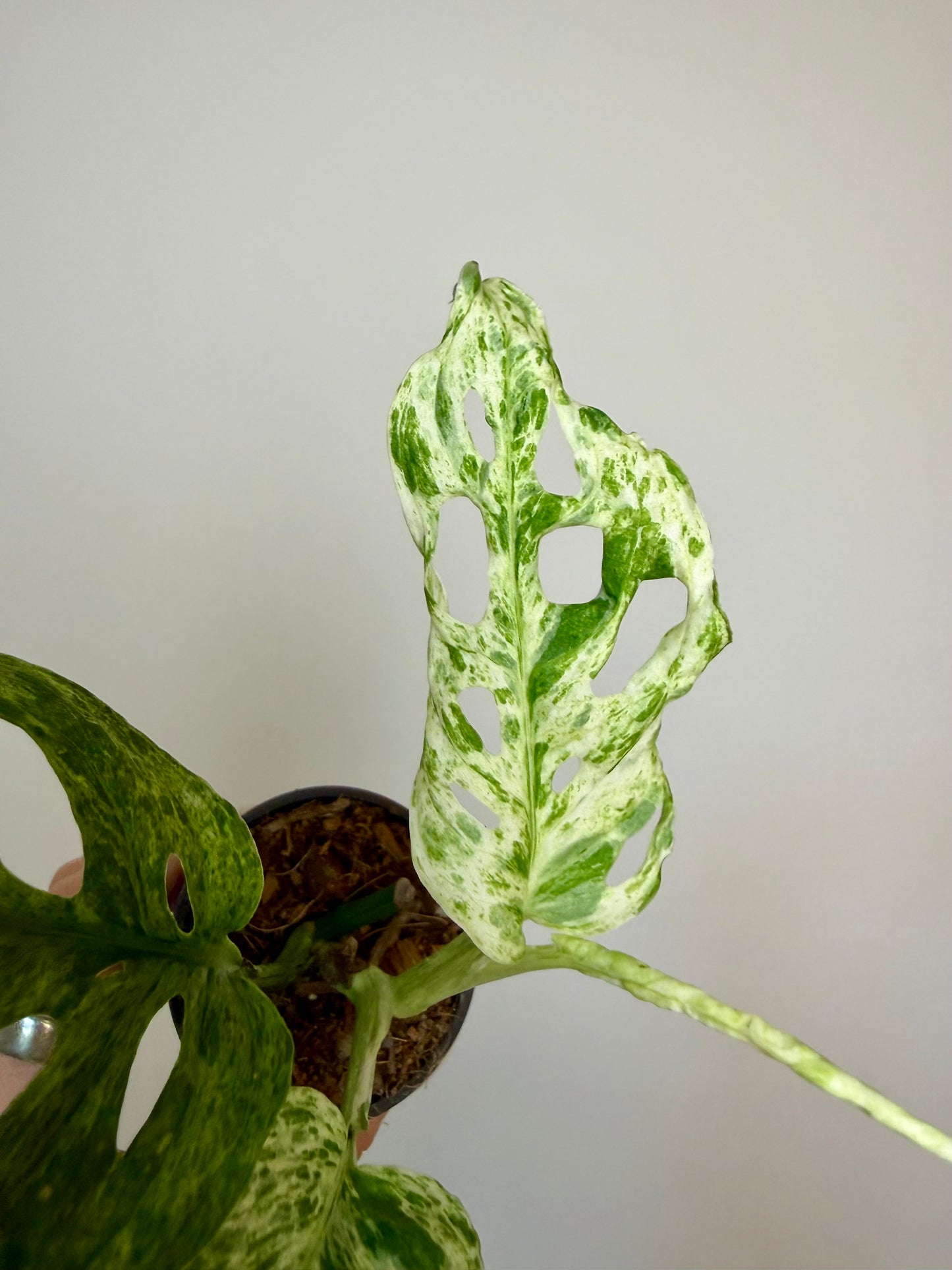 2” Monstera Adansonii Laniata Mottled