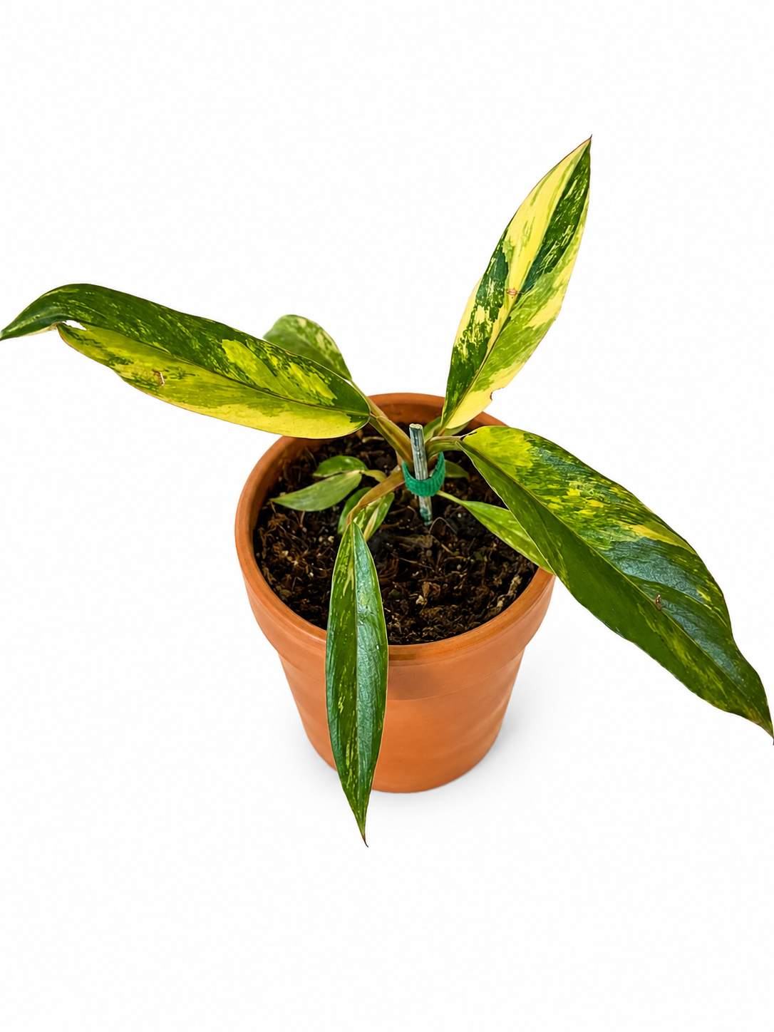 4” Philodendron 'Caramel Marble' Variegated
