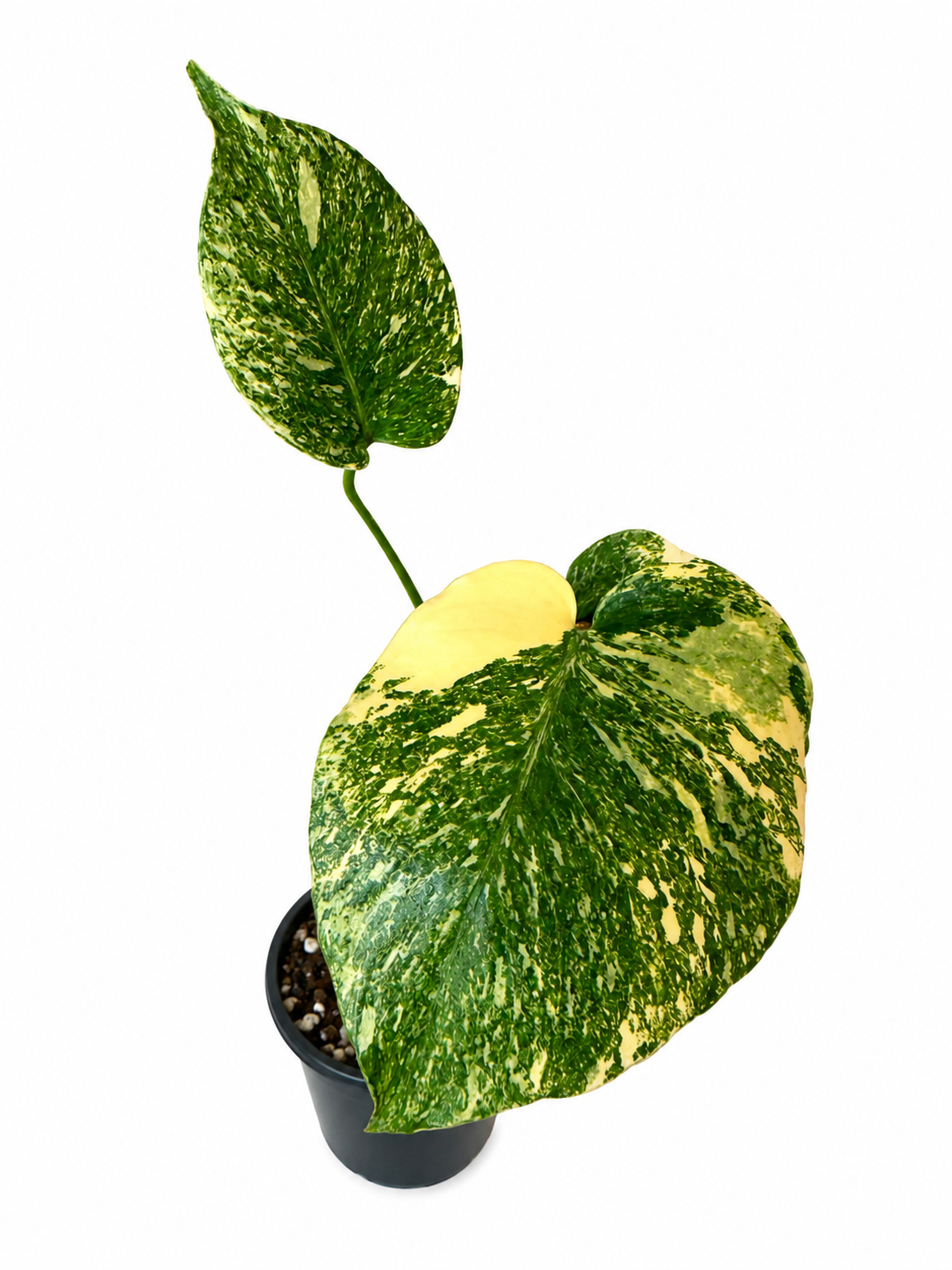 3" Monstera Deliciosa 'Green Snow'