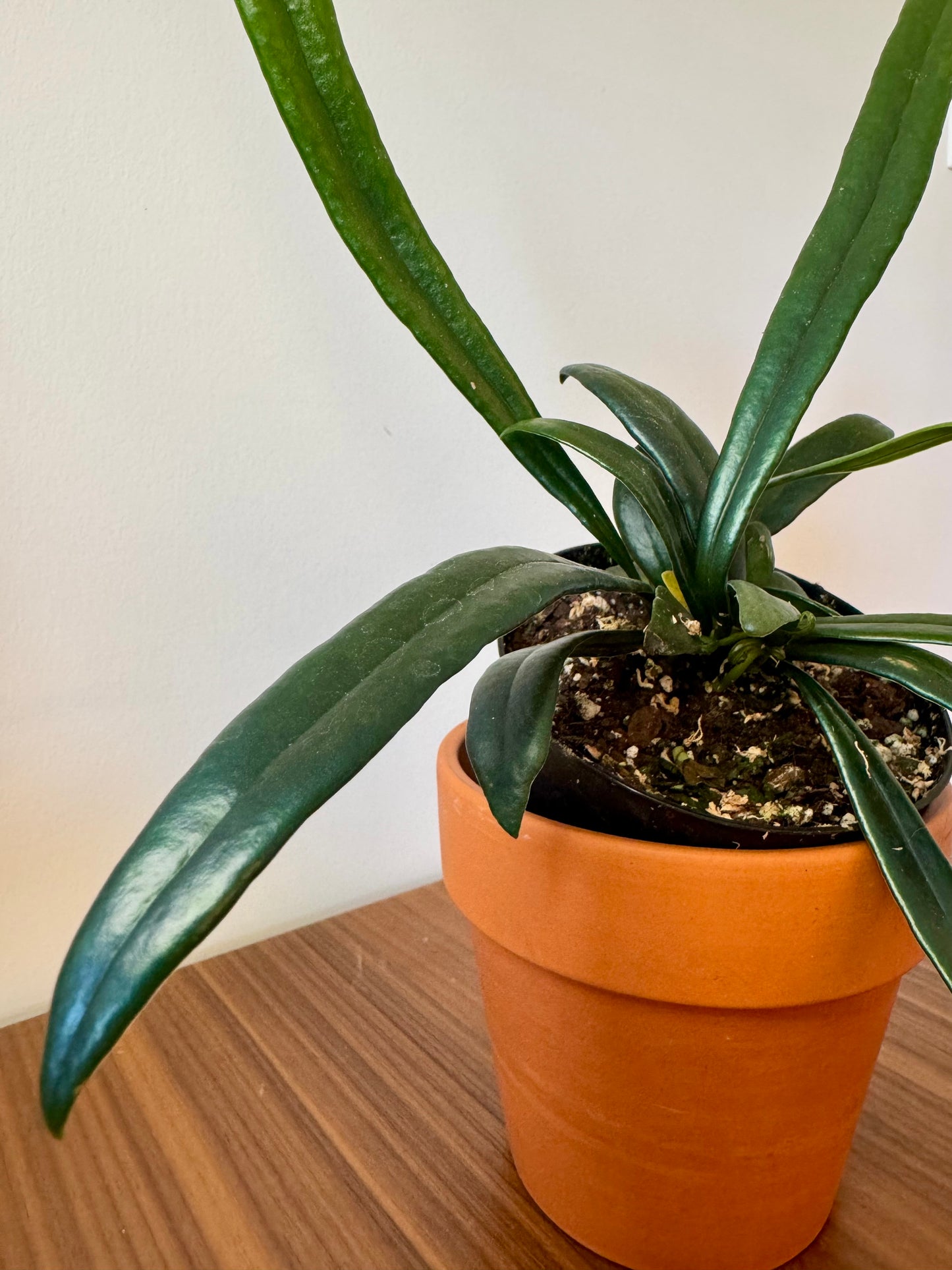 3” Microsorum thailandicum 'Blue Oil Fern' | Pet safe houseplant