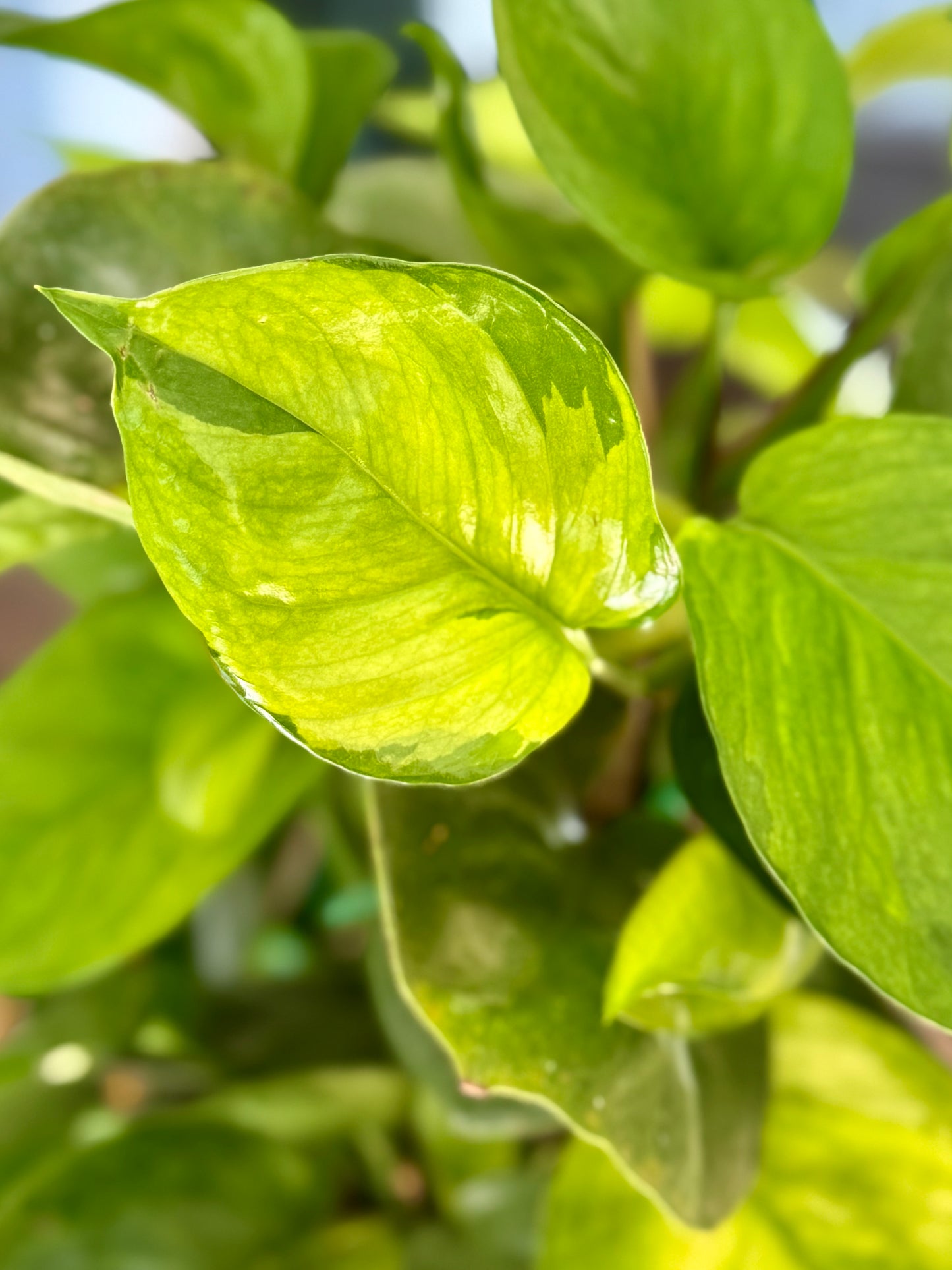8" Guacamole Pothos HB 🌿 (Exclusive Launch!)