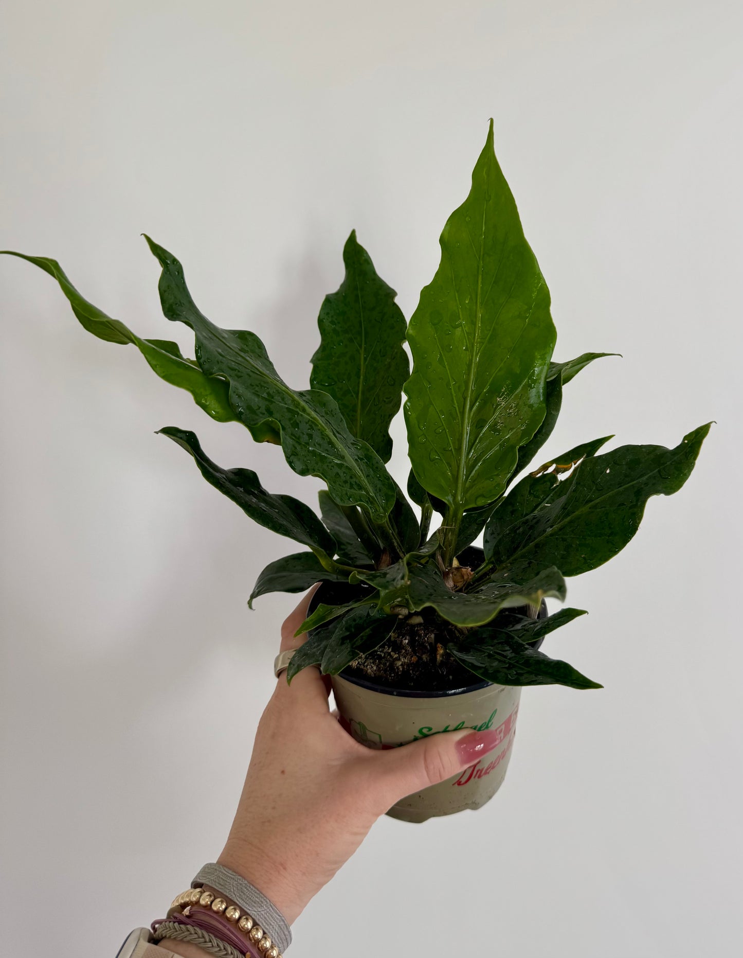 4.5" Anthurium Plowmanii