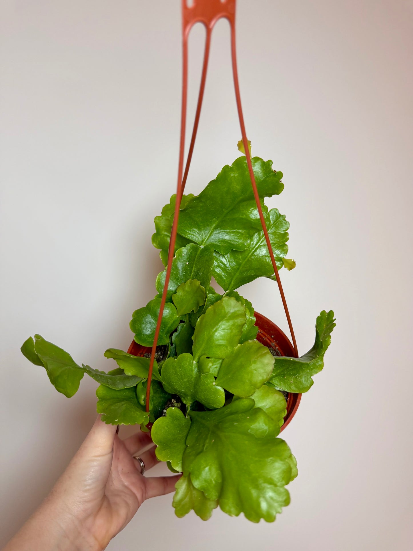 6” Rhipsalis Oblonga