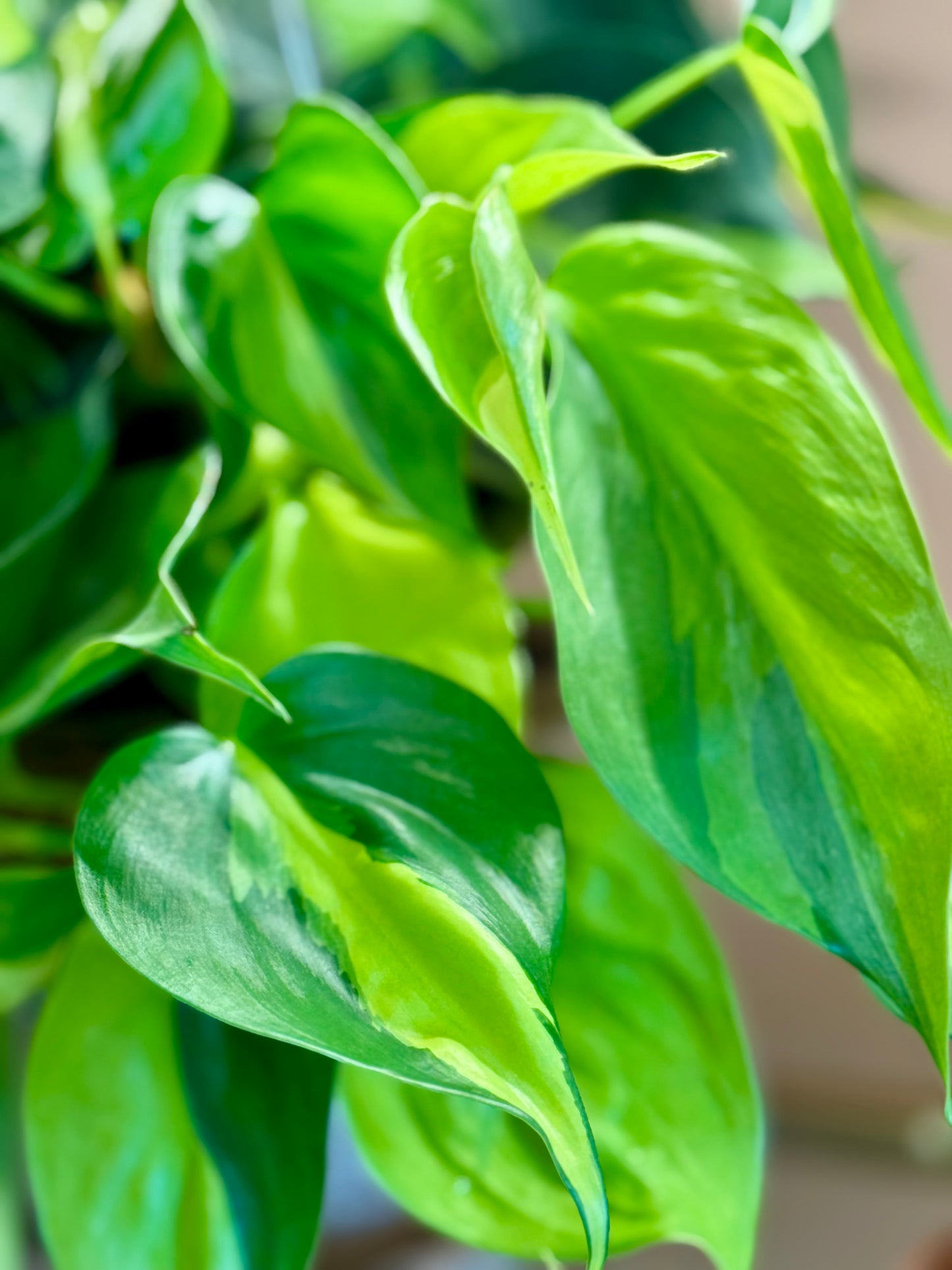 6” Philodendron Brazil