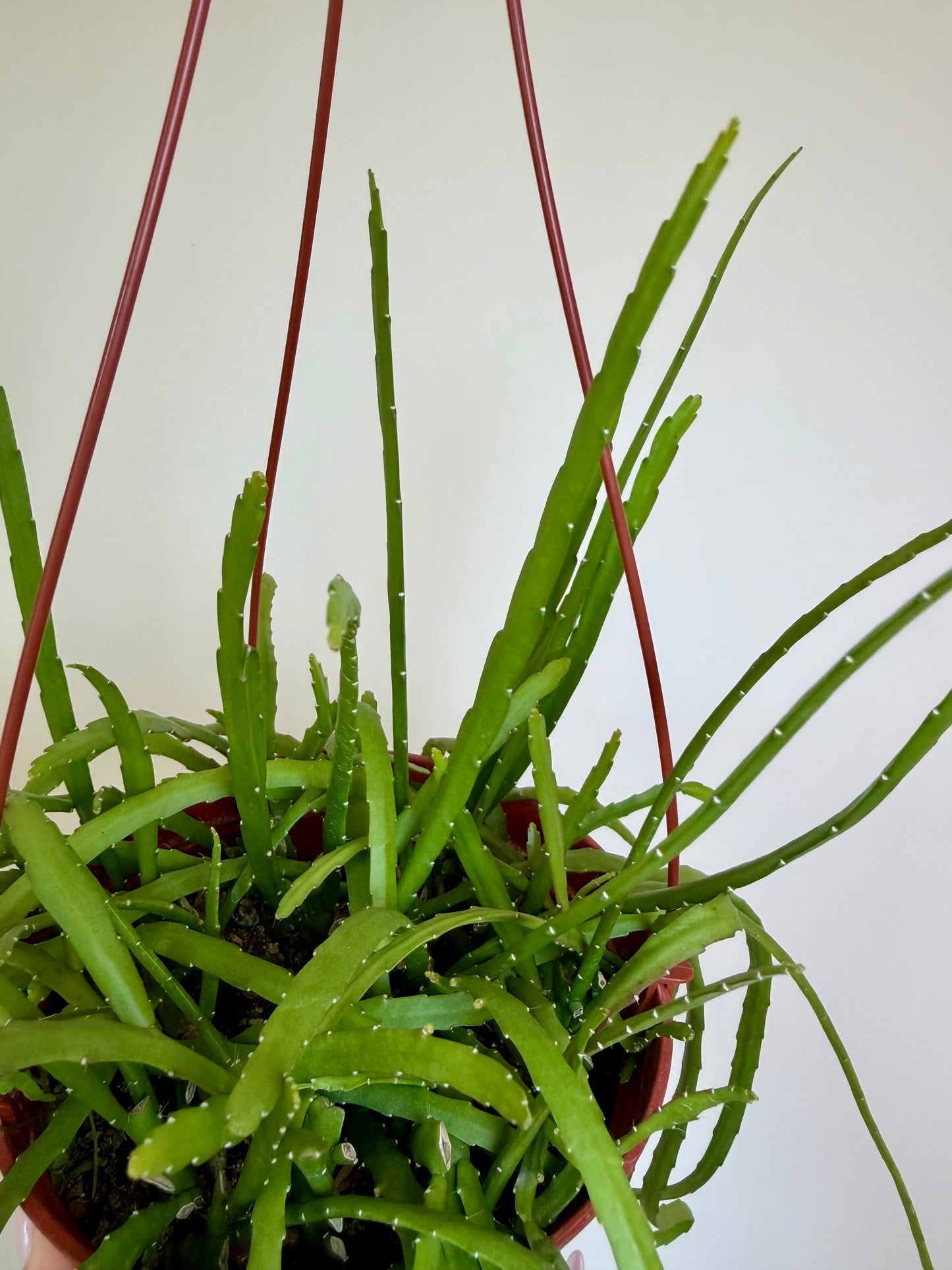 6” Rhipsalis Boliviana