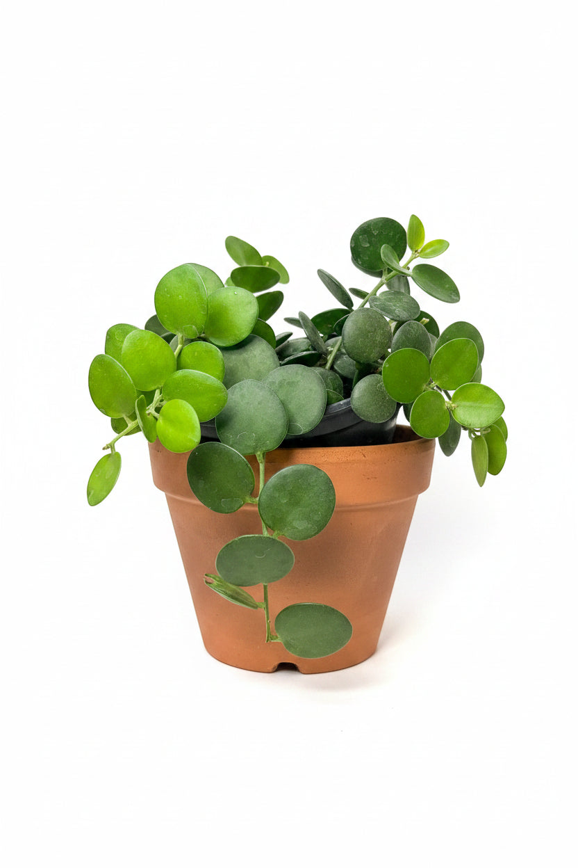 6" Silver Dollar Vine 'Xerosocyos Dangui"