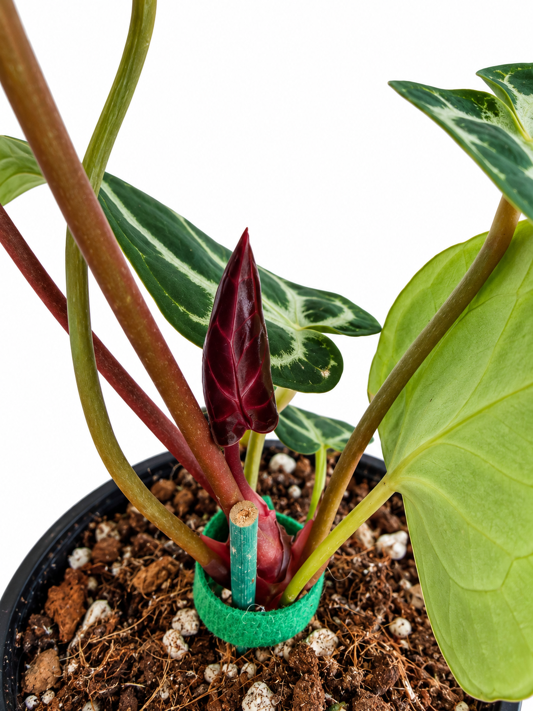 5" Anthurium Red Crystallinum