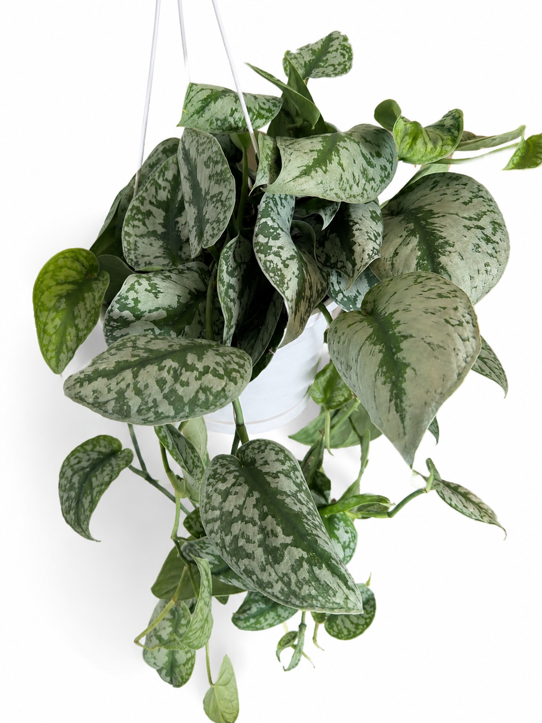 8” Scindapsus Pictus Exotica 'Satin Pothos'