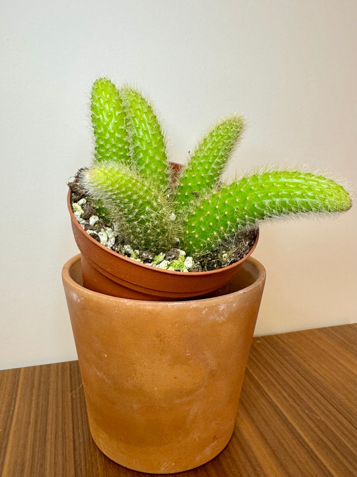 4” Monkey Tail Cactus