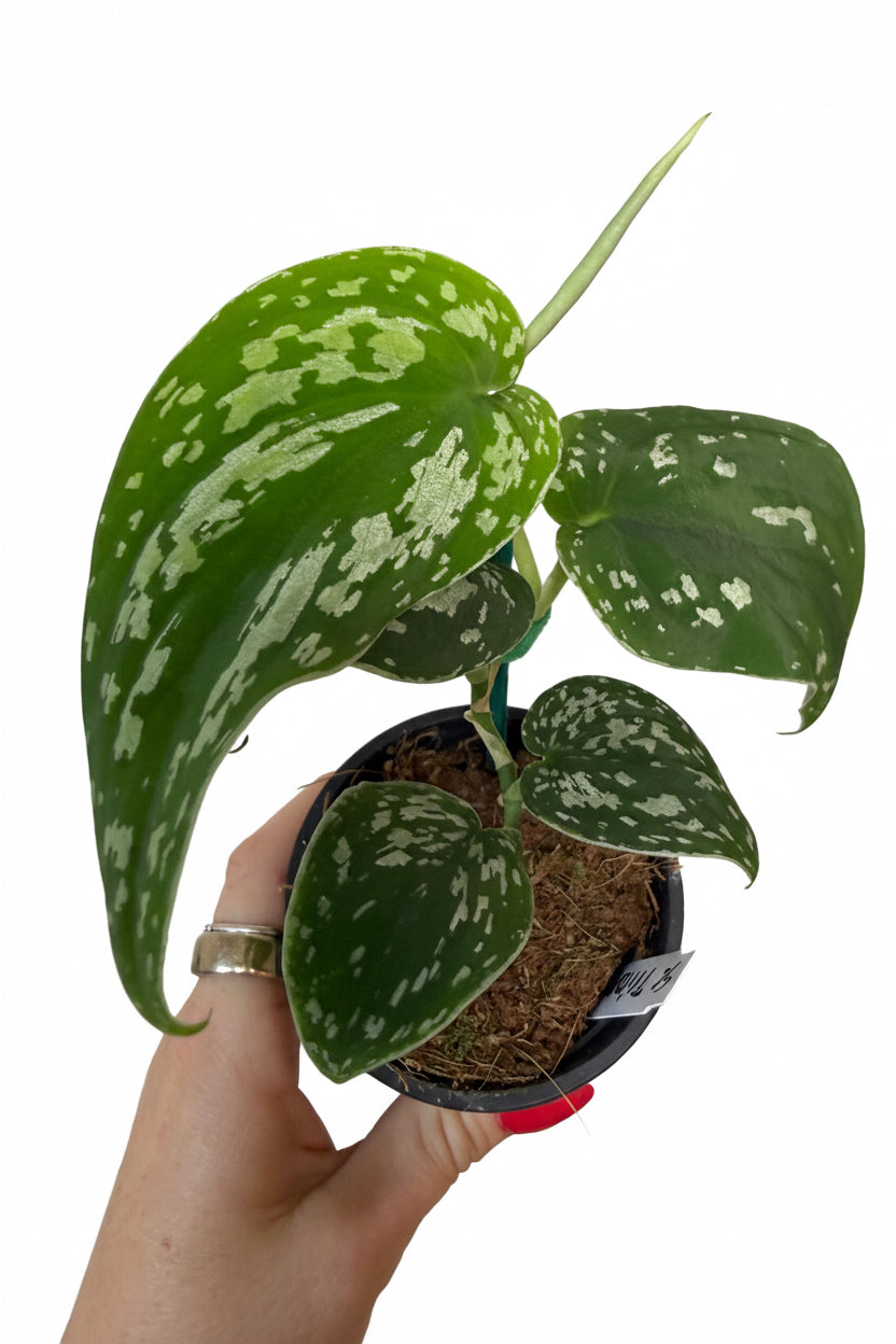 3” Scindapsus Tricolor