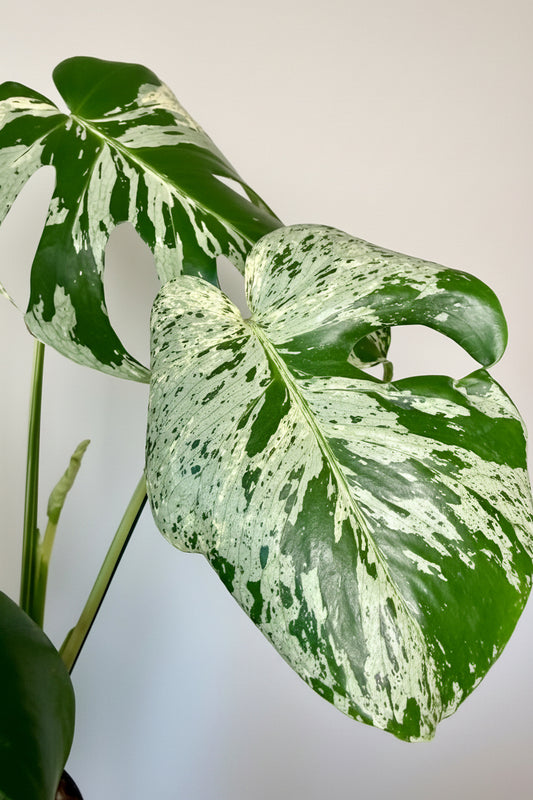 4" Monstera Vietciosa