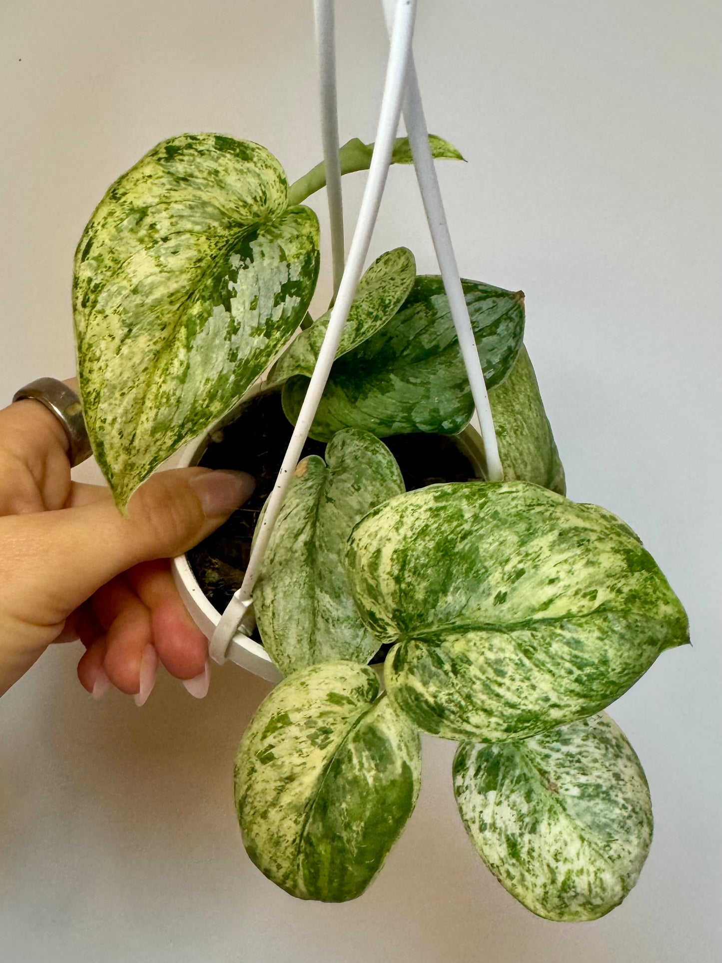 3" Scindapsus Jade Satin Crème Brûlée