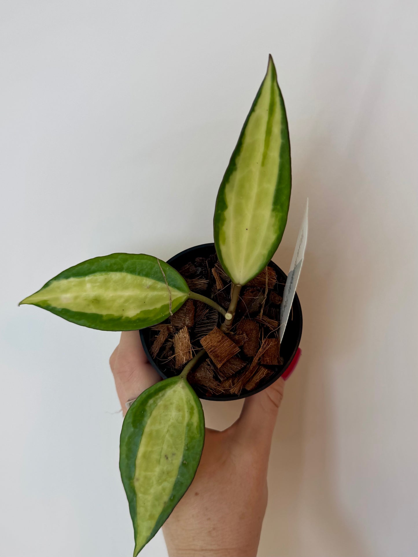 4" Hoya Macrophylla Reverse Variegated ‘Pot of Gold’