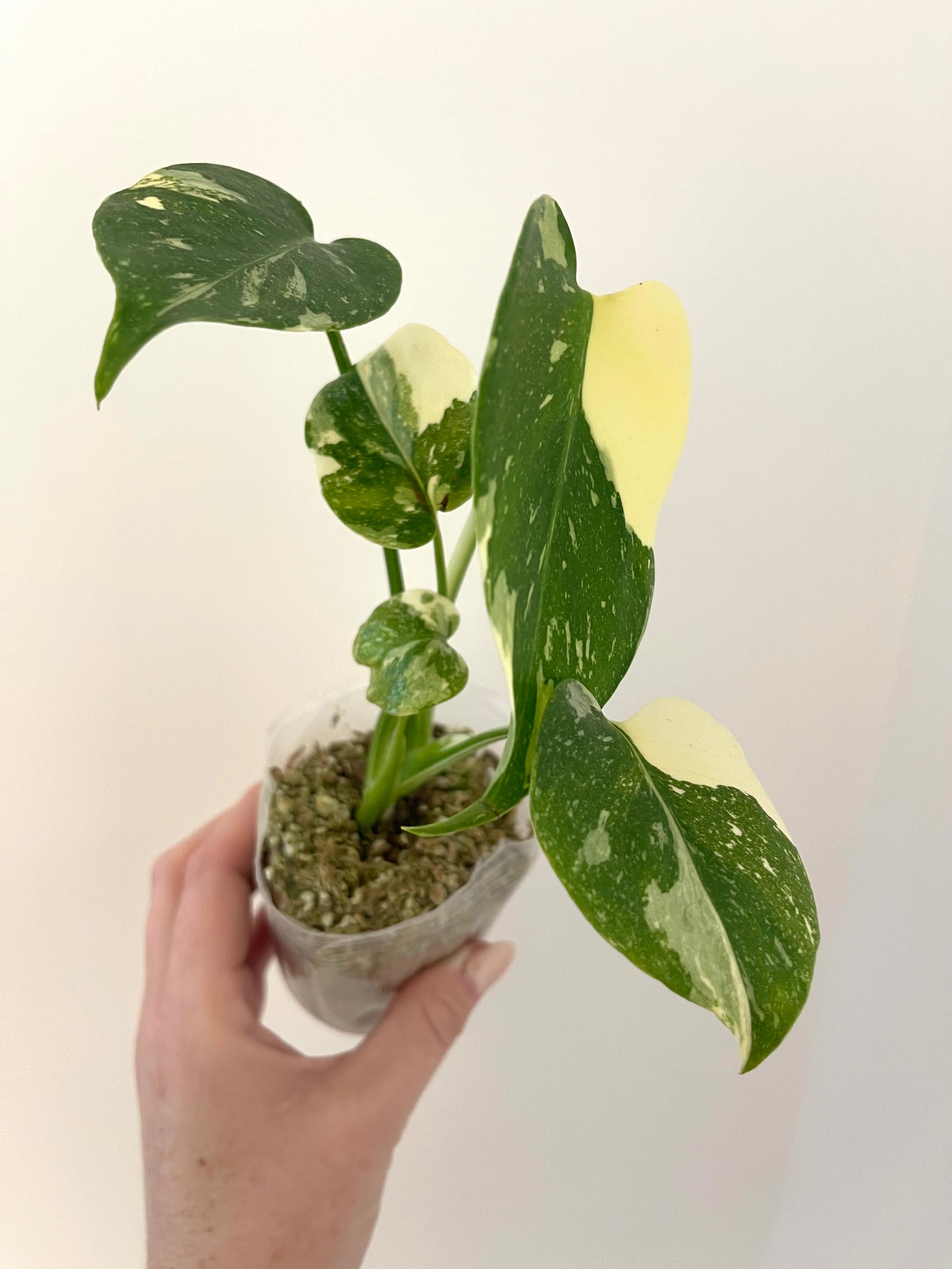 4” Monstera Thai Constellation