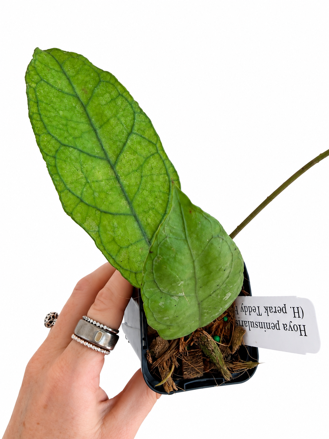 3" Hoya Peninsularis (H. perak teddy bear)