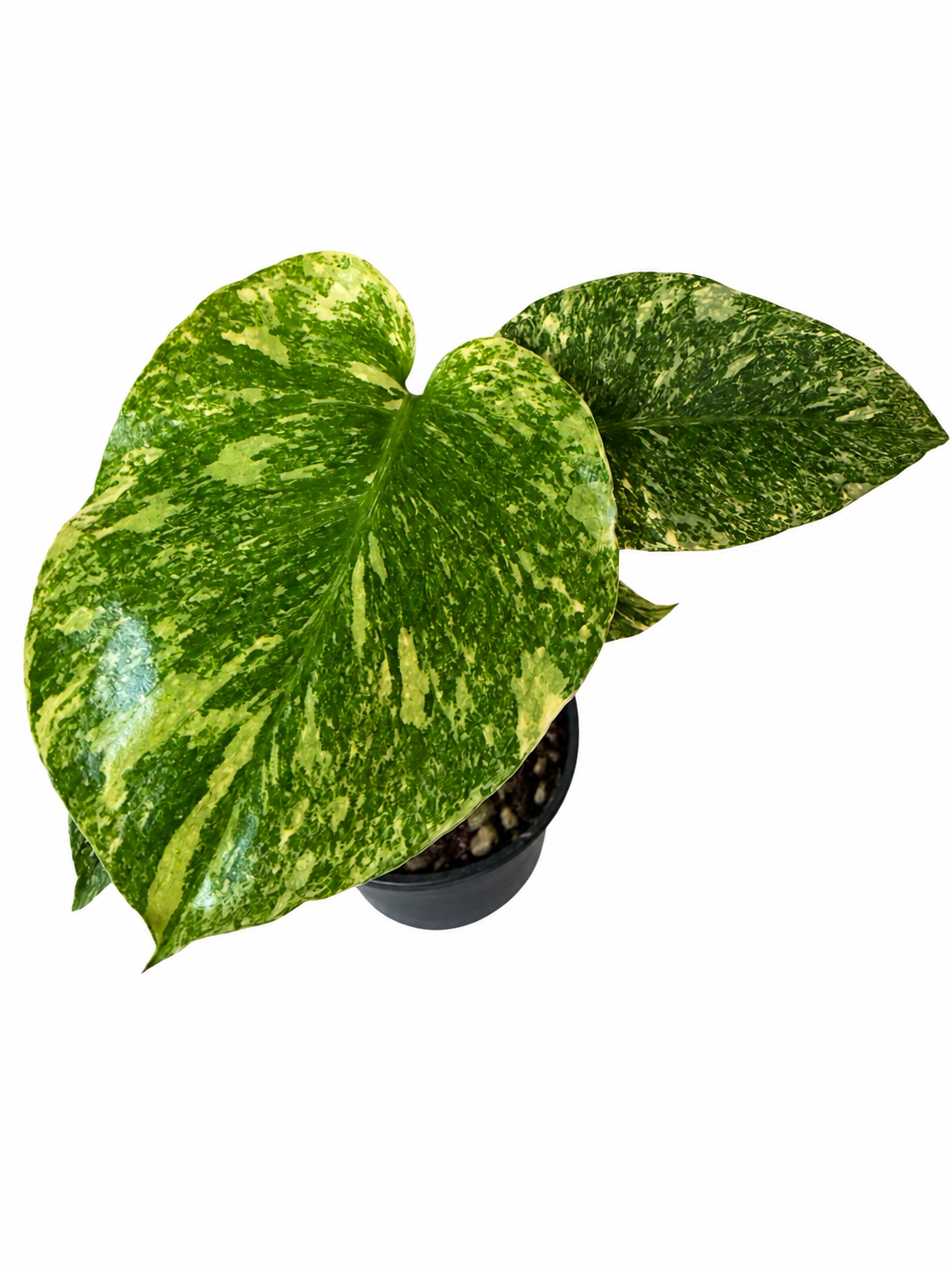 3" Monstera Deliciosa 'Green Snow'