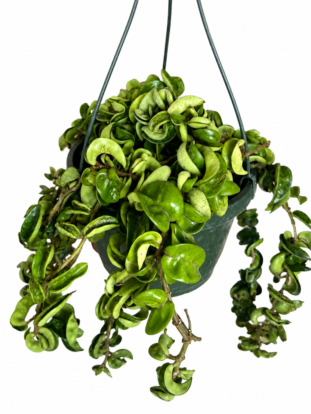 8” Hoya Carnosa Compacta XL