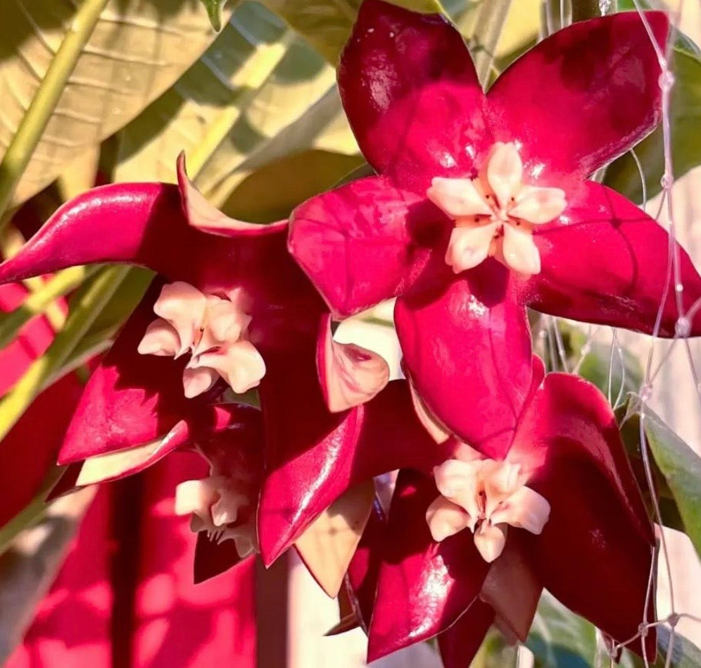 4" Hoya Imperialis (red flower)