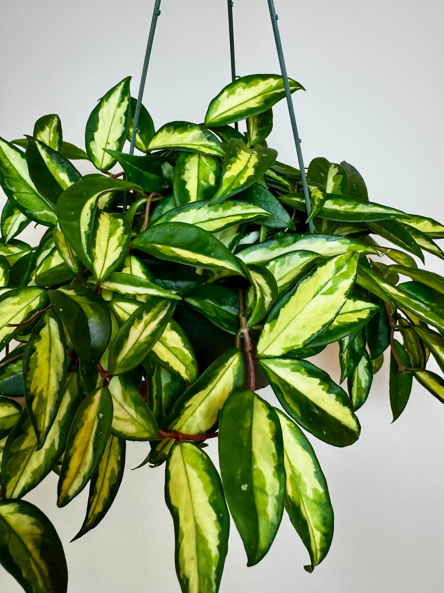 6" Hoya Krimson Princess