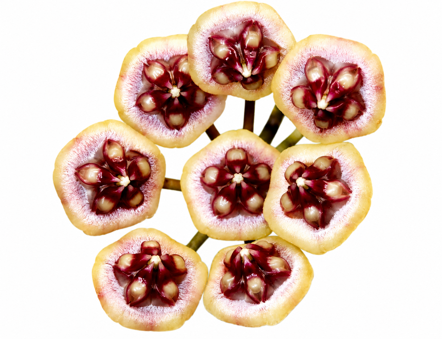3” Hoya Benchaii Red