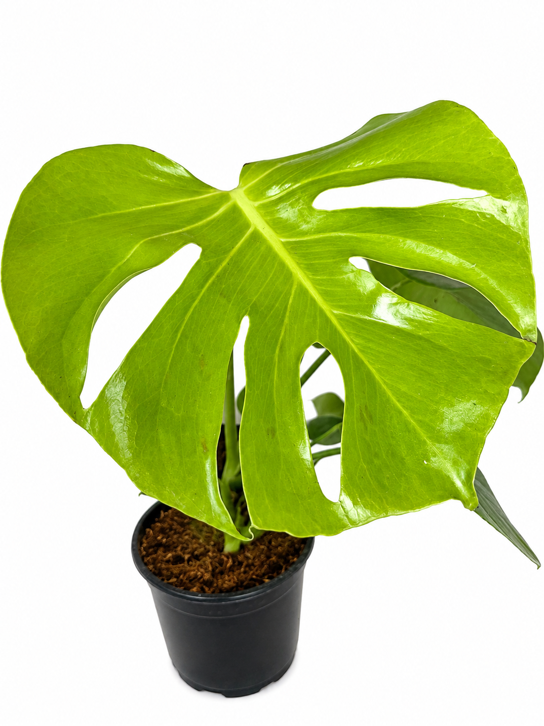 6” Monstera Deliciosa Lemon Lime