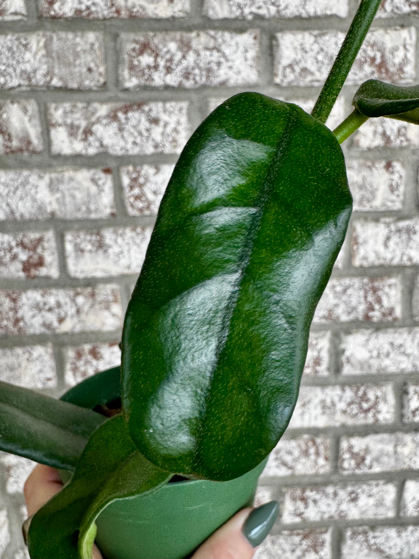 4” Hoya Globulosa