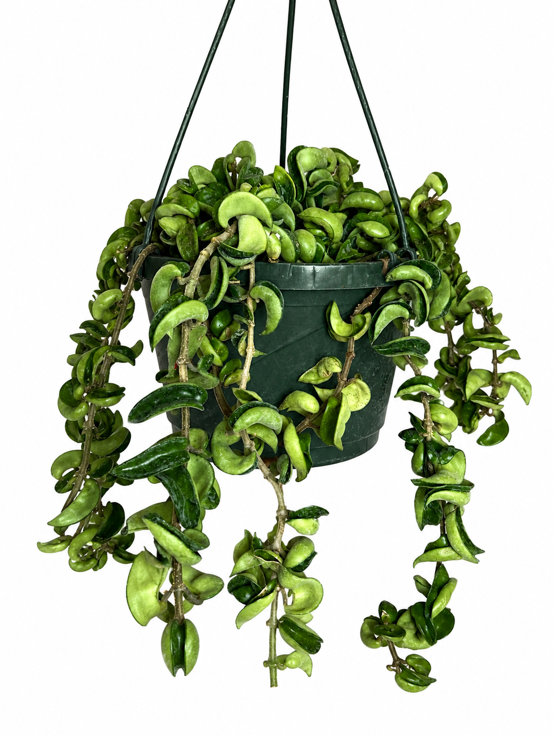 8” Hoya Carnosa Compacta XL