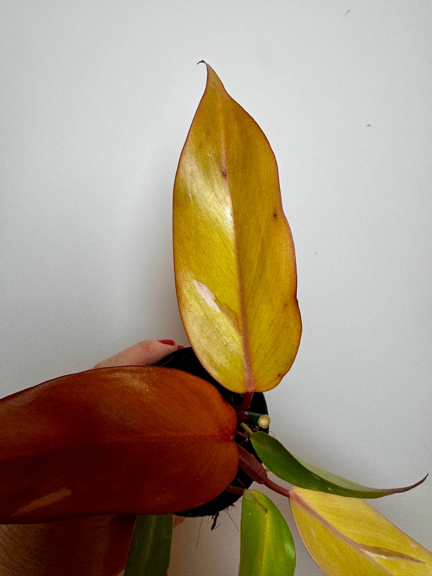 4" Philodendron Persimmon Princess