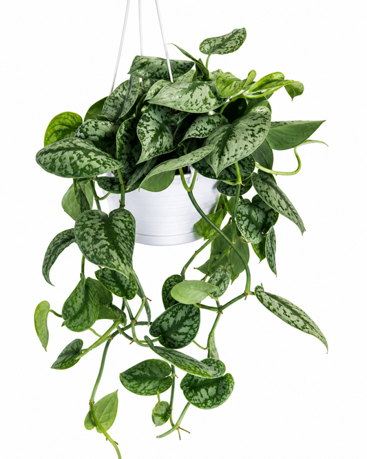 8” Scindapsus Pictus Exotica 'Satin Pothos'