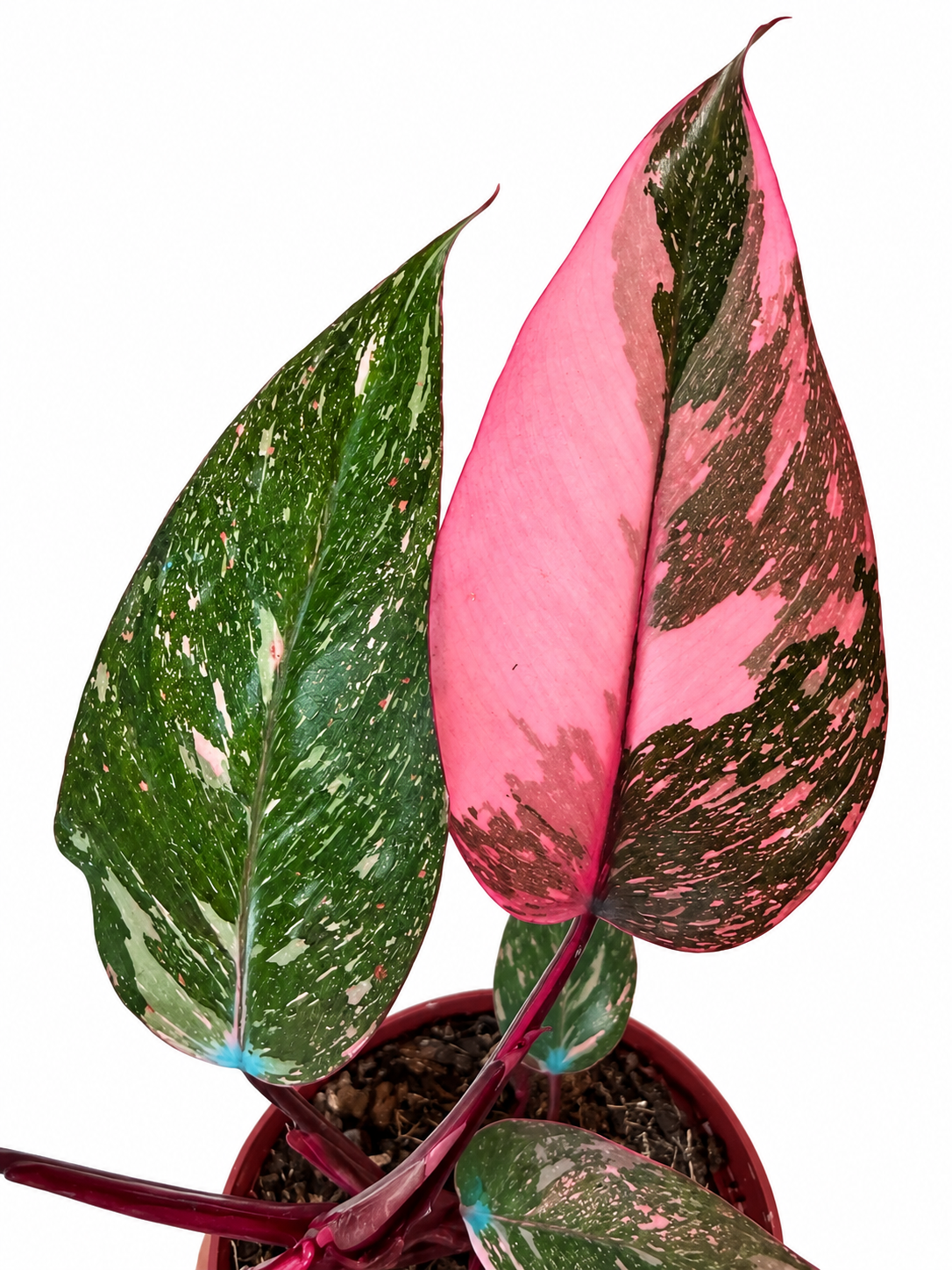 4” Philodendron Pink Naomi