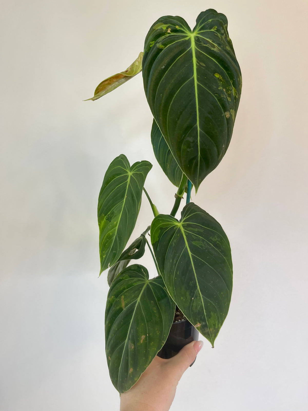 3” Philodendron Melanochrysum Variegated