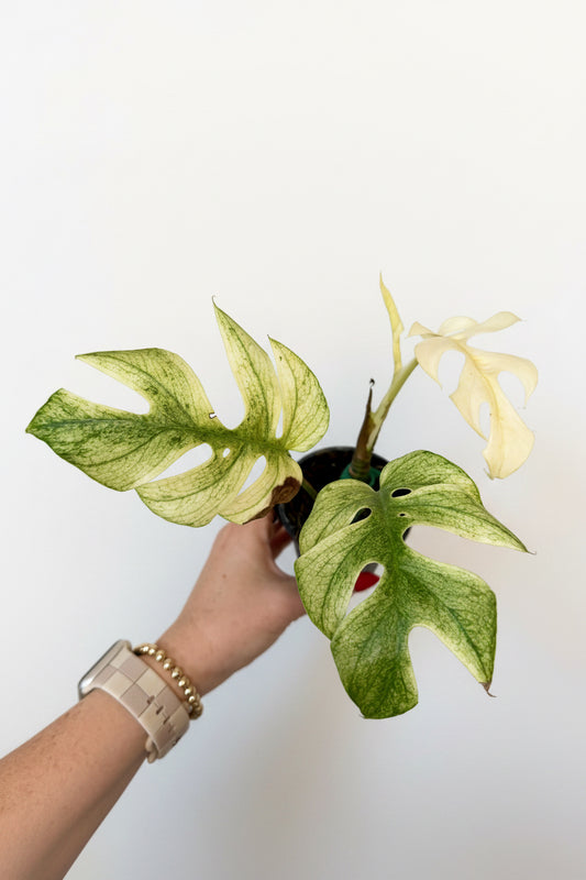 3” Rhaphidophora Tetrasperma 'Ginny White Monster'