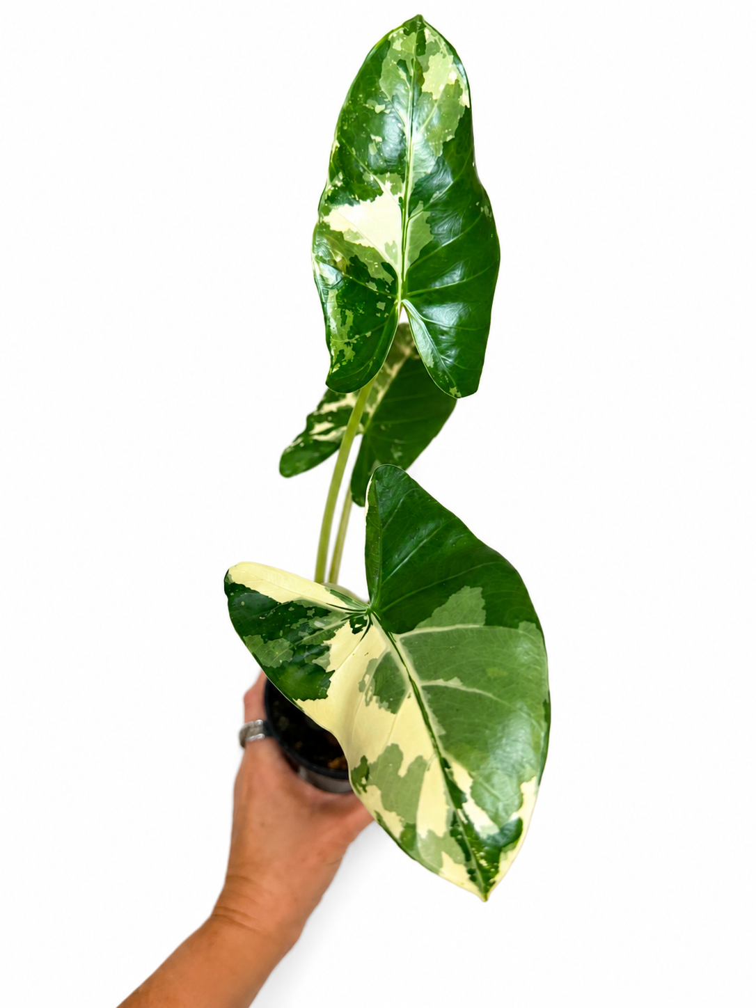 4" Alocasia Okinawa Variegated