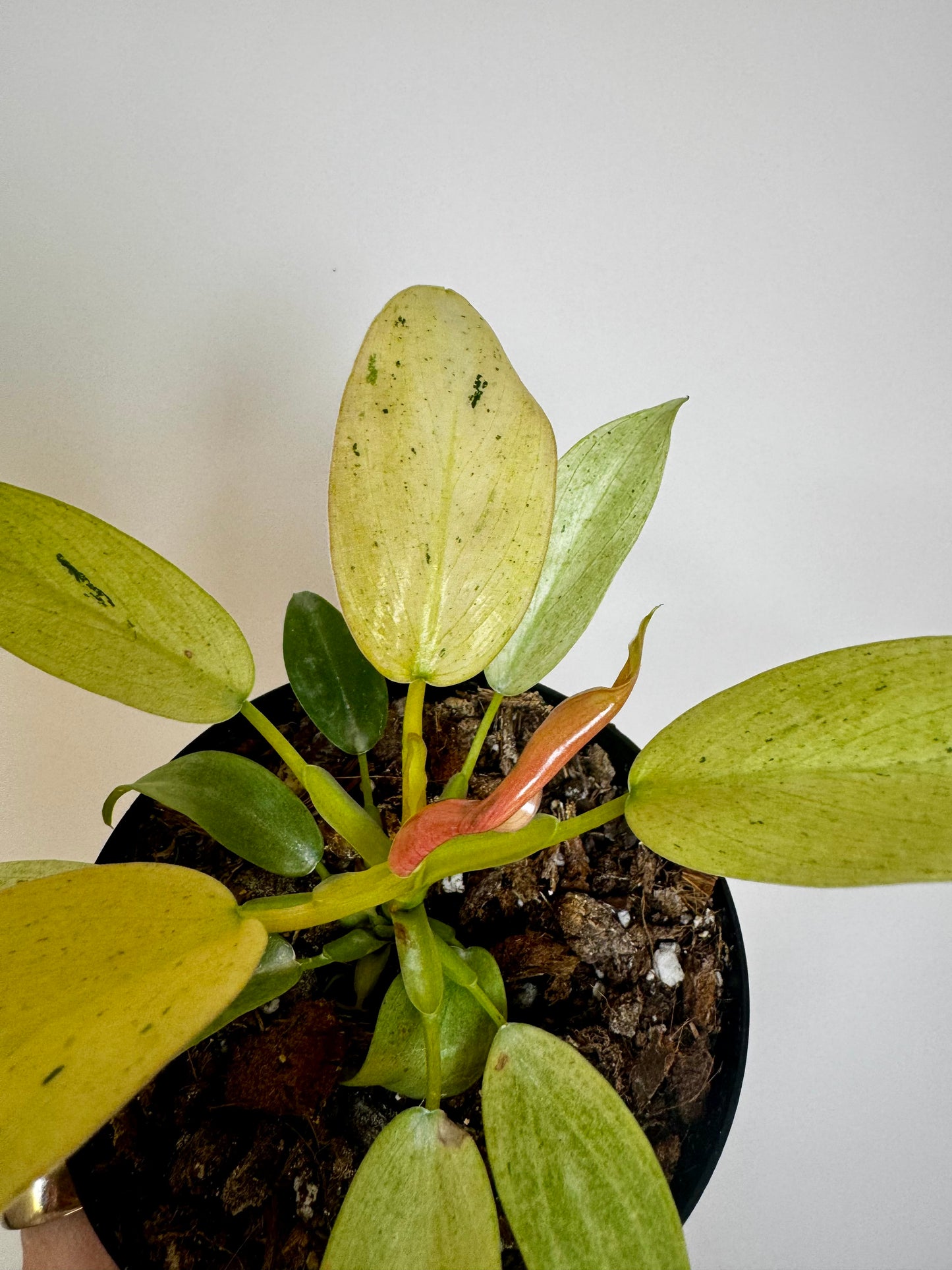 4" Philodendron Whipple Way