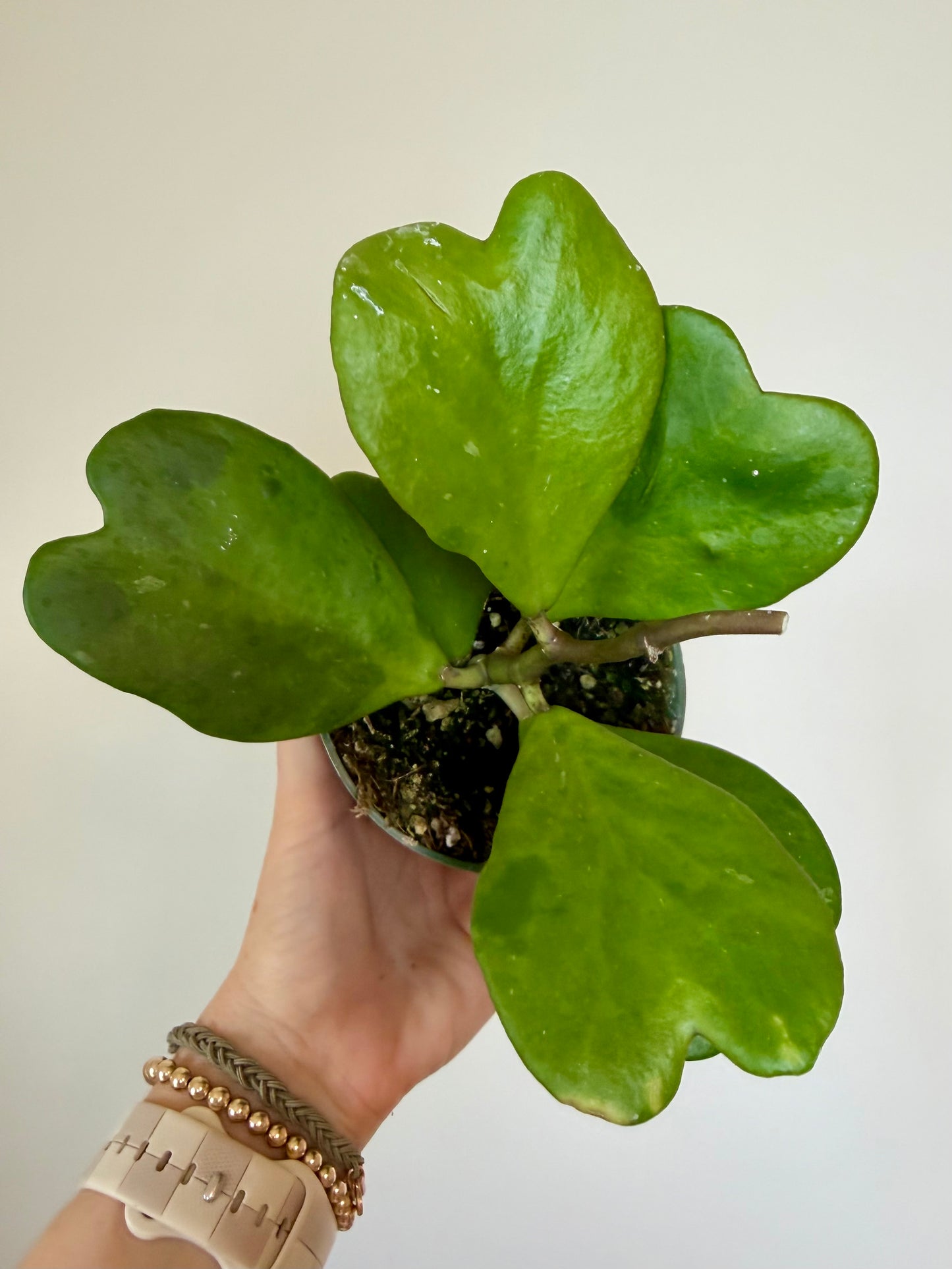 4” Hoya Kerrii Green