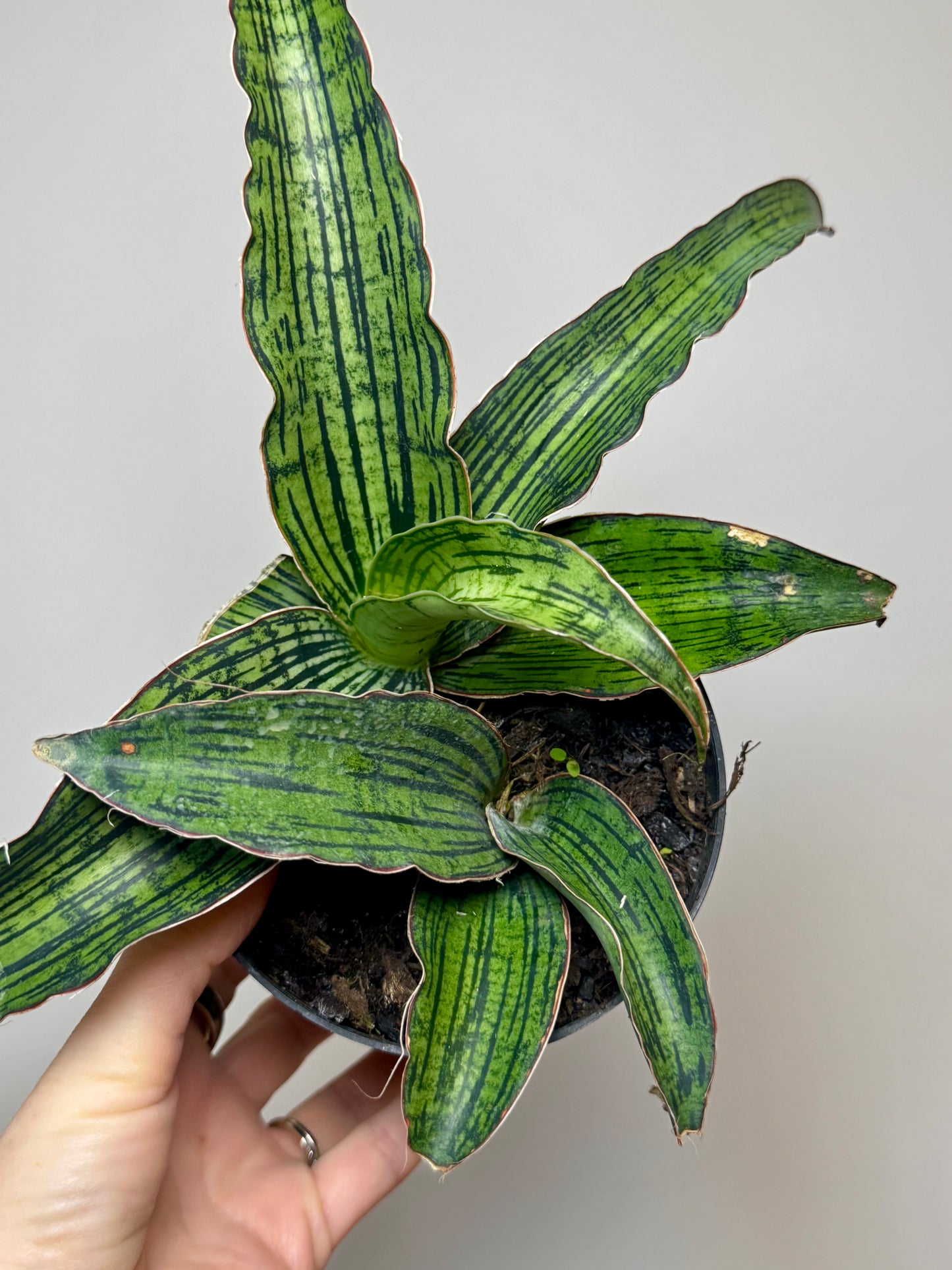 4” Sansevieria Cleopatra