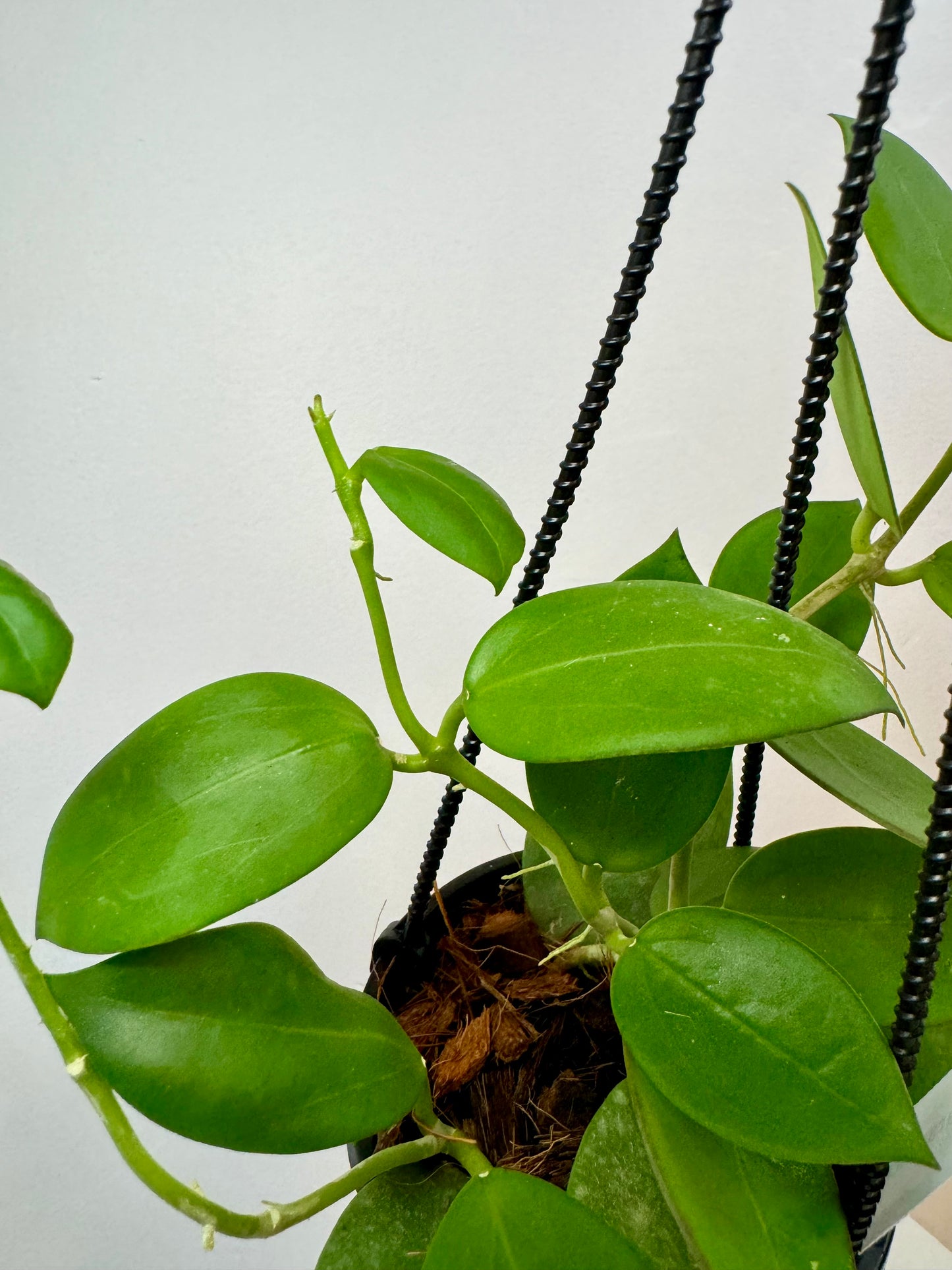 4" Hoya parasitica x pachyclada