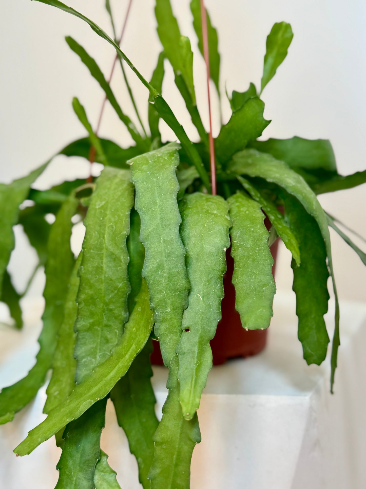 6" Epiphyllum Orchid Cactus Golden