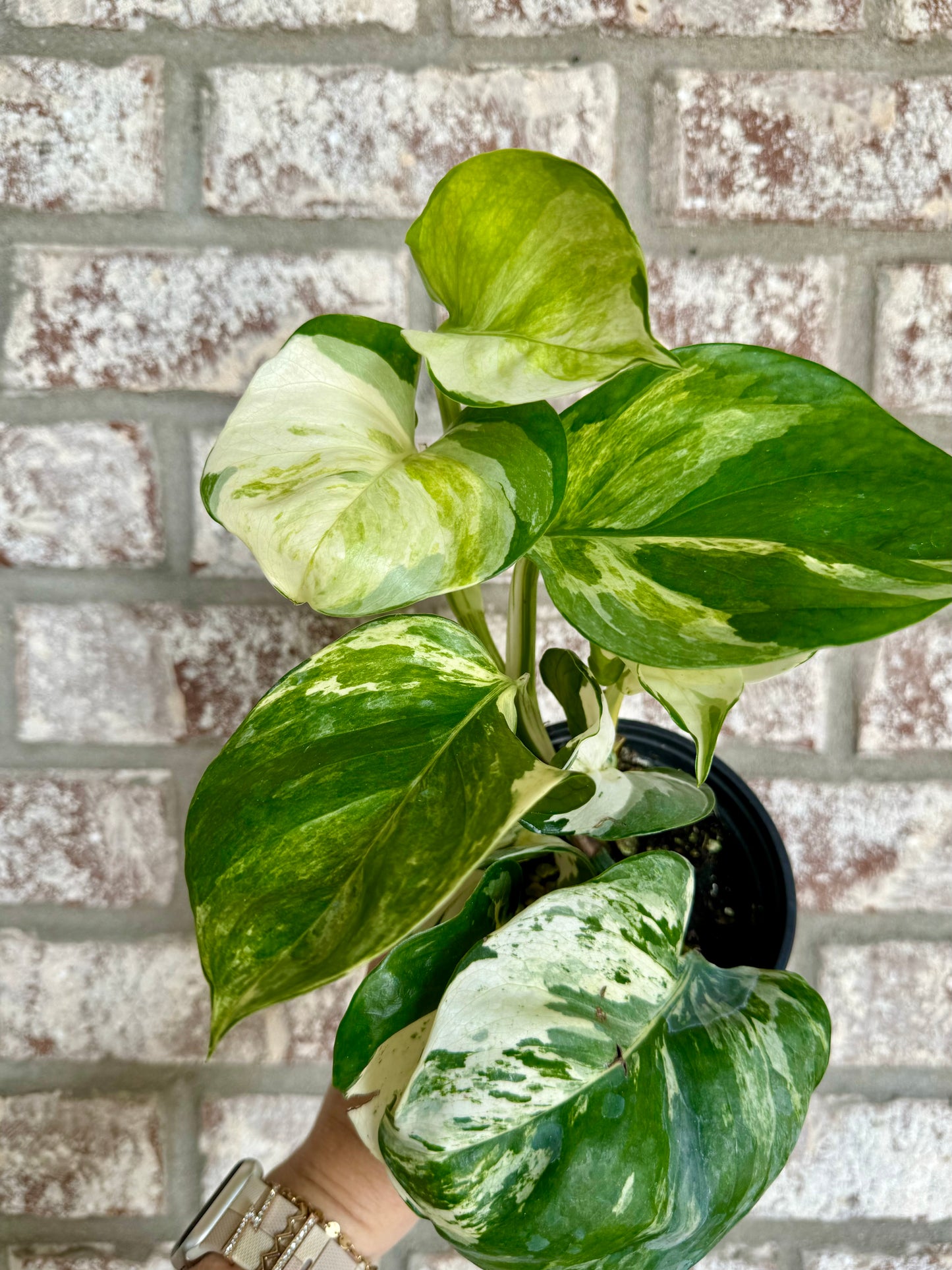 4” Manjula Pothos