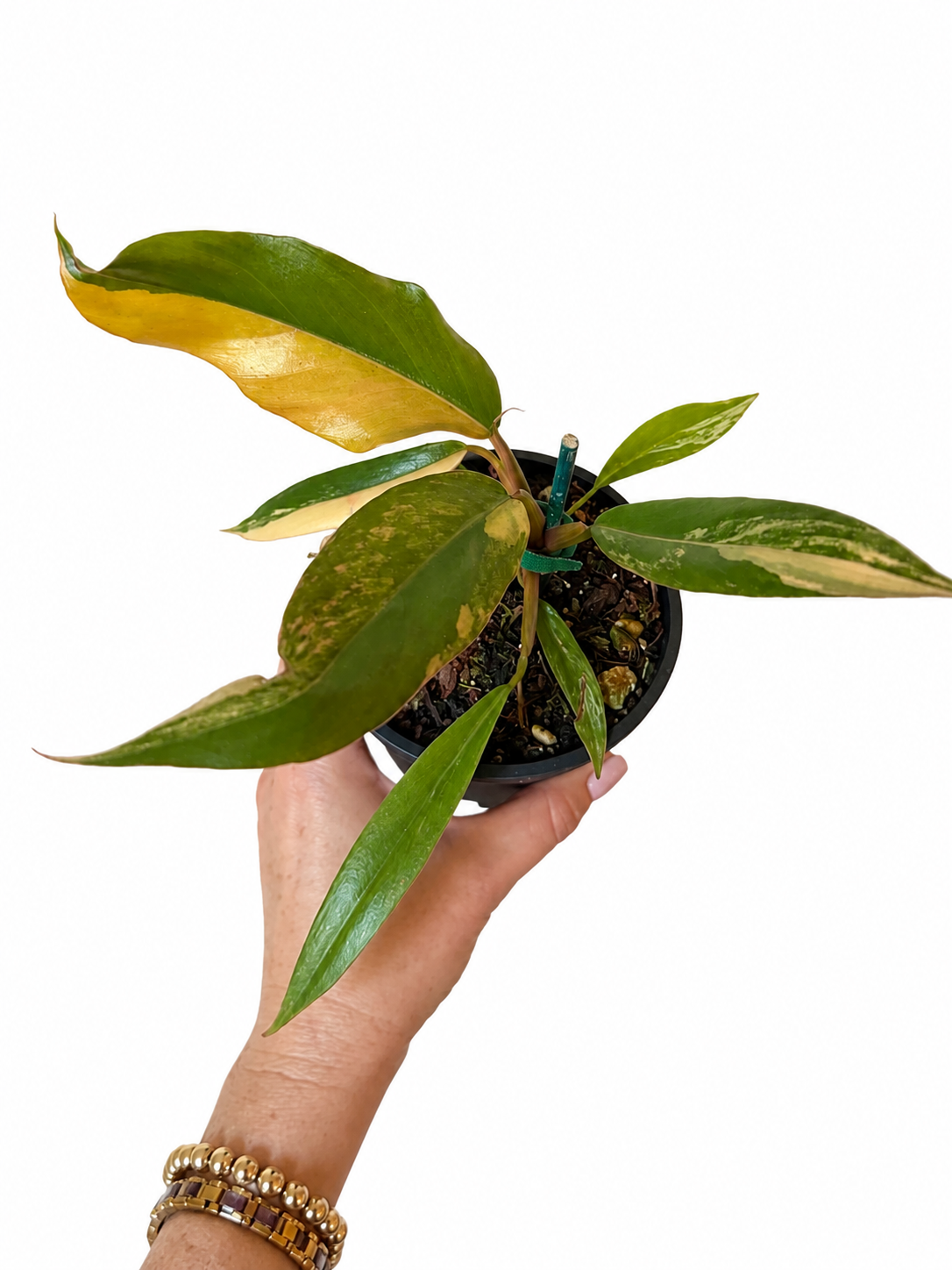 4” Philodendron 'Caramel Marble' Variegated