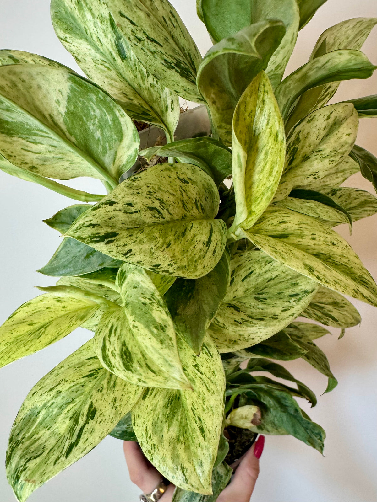 3” Scindapsus Treubii 'Moonlight' Marble