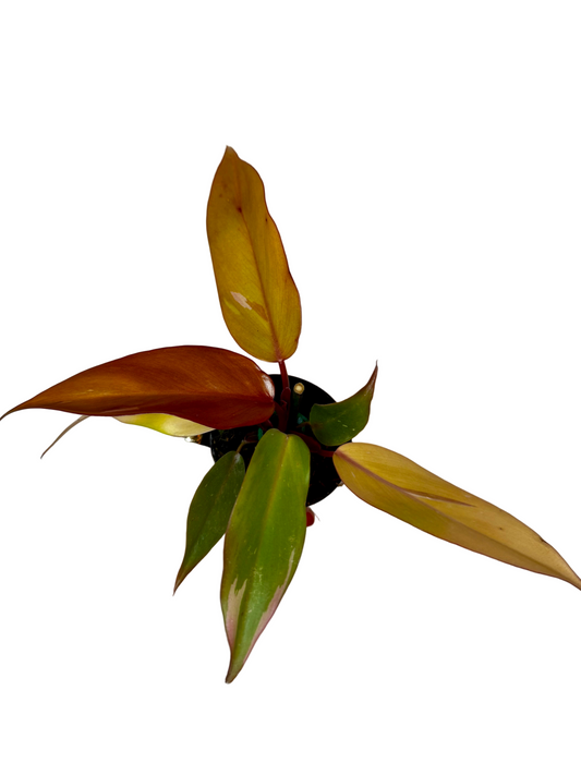 4" Philodendron Persimmon Princcess