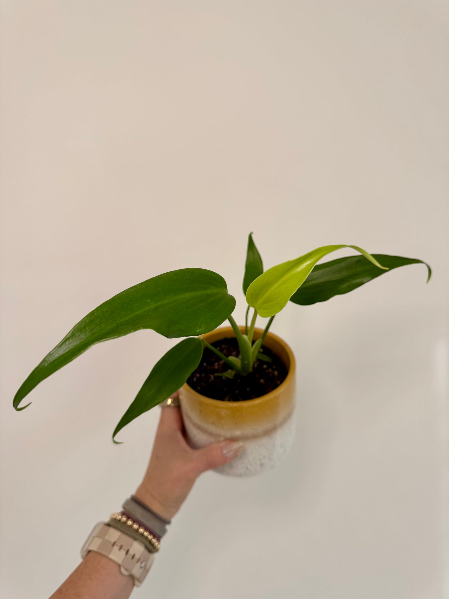 4" Monstera Burle Marx Flame