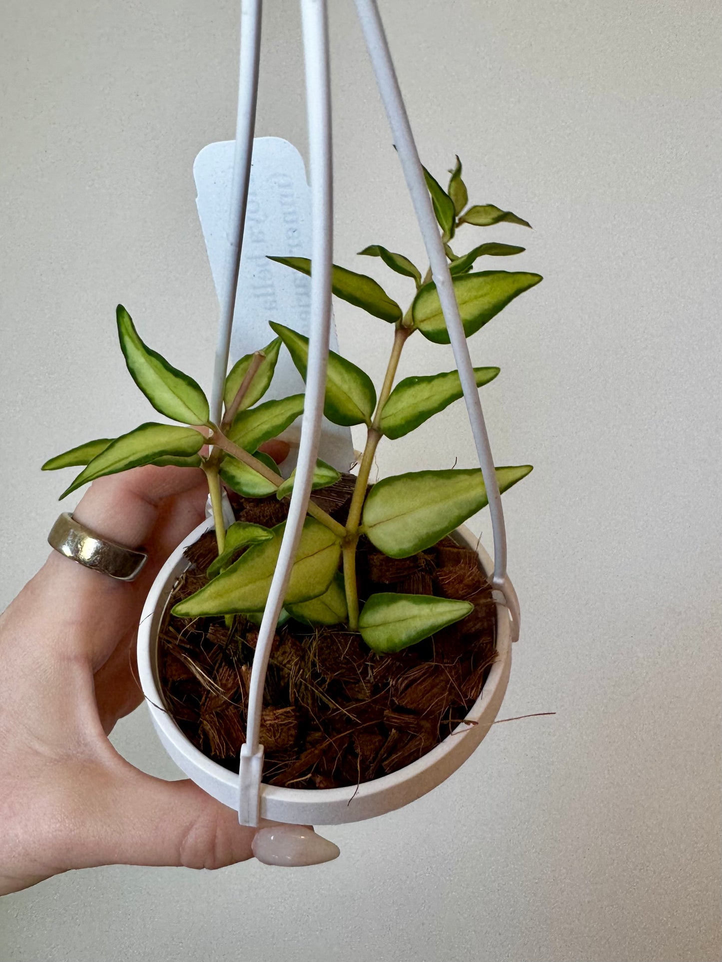 3" Hoya Bella 'Luis Bois' (Inner Variegation)