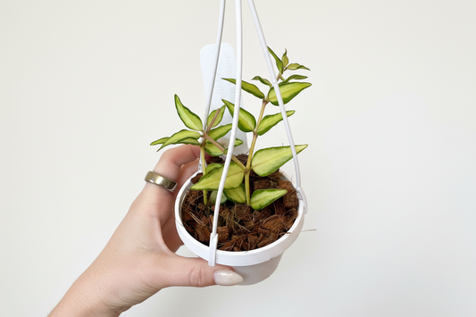 3" Hoya Bella 'Luis Bois' (Inner Variegation)