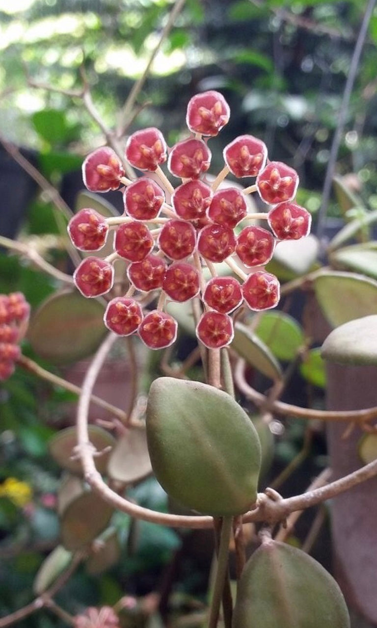 4” Hoya DS-70 Variegated