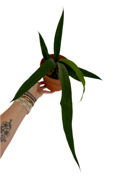 4" Anthurium Bakeri